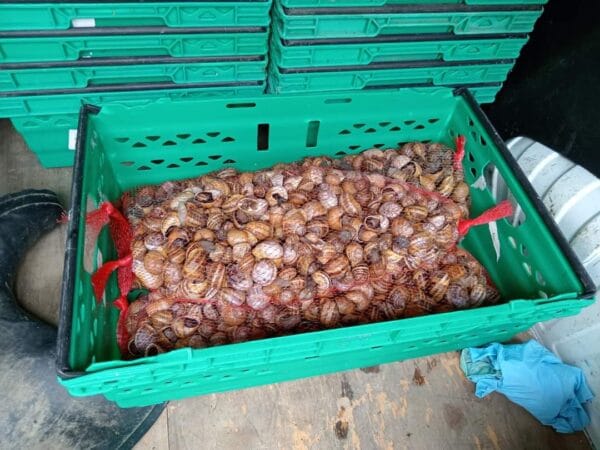 10 kg Helix Aspersa Muller snails (Escargot)