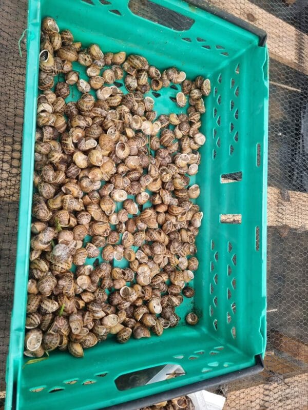 4 Kg Helix Aspersa Muller snails (Escargot)