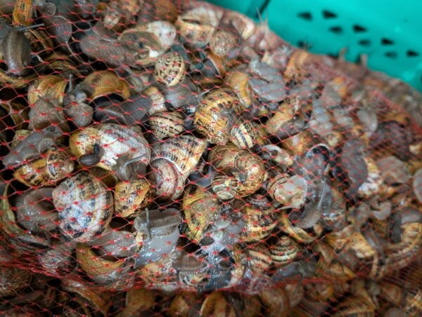 5 kg Helix Aspersa Muller snails (Escargot)