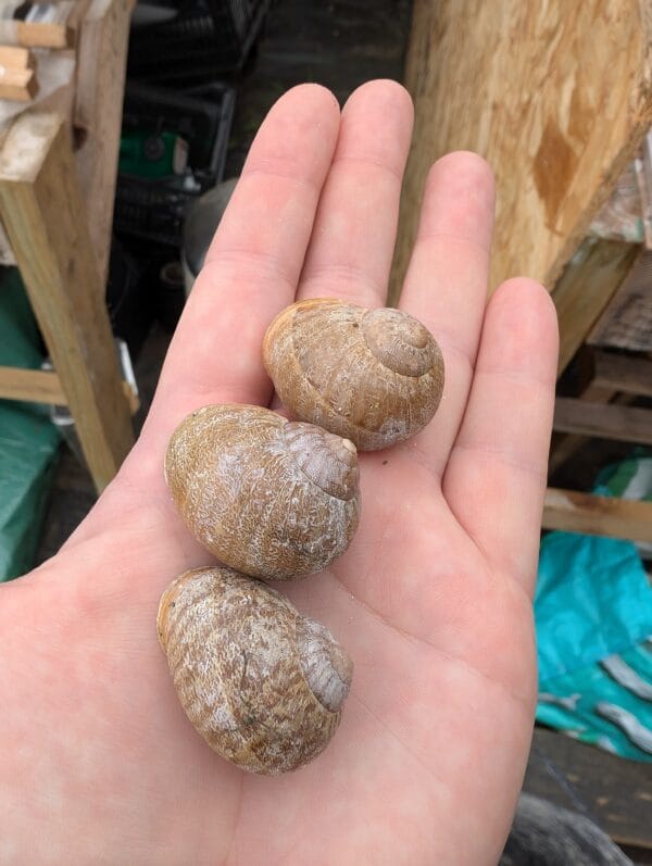 300 grams - 0.3 kg Albino Helix Aspersa Muller snails (light shell) approx 30 Albino Muller snails