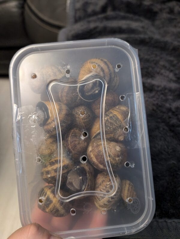 0.5 kg, around 50 Helix Aspersa Muller snails (Escargot) - Image 2