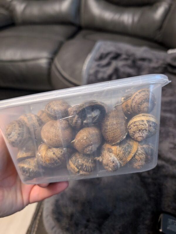 0.5 kg, around 50 Helix Aspersa Muller snails (Escargot)