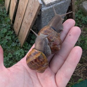 0.5 kg Helix Aspersa Maxima