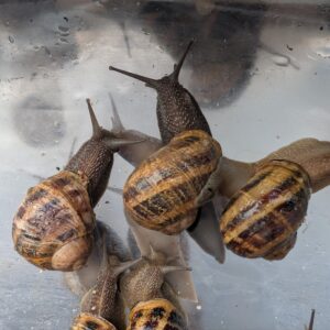 1 Kg Helix Aspersa Maxima