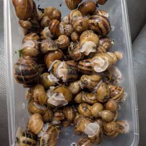 0.5kg Juvenile (Baby snails) mixed size medium to small Muller